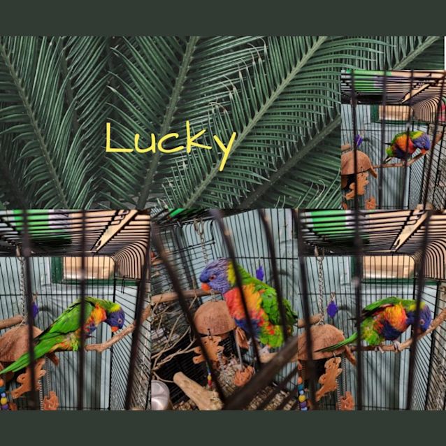 Photo of Lucky