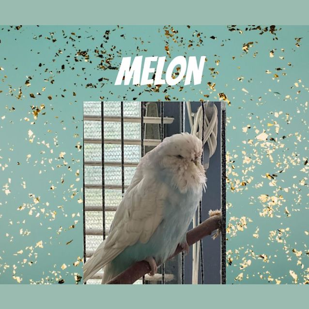 Photo of Melon