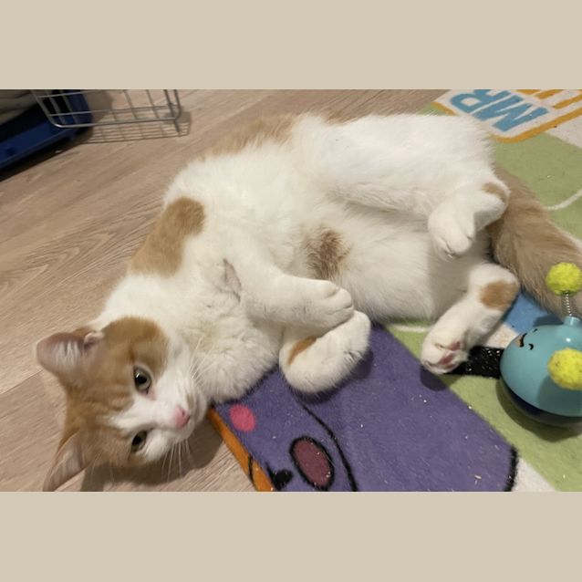 Photo of Cody (Bonded To Mia)