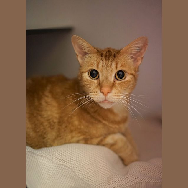 Photo of Tigger