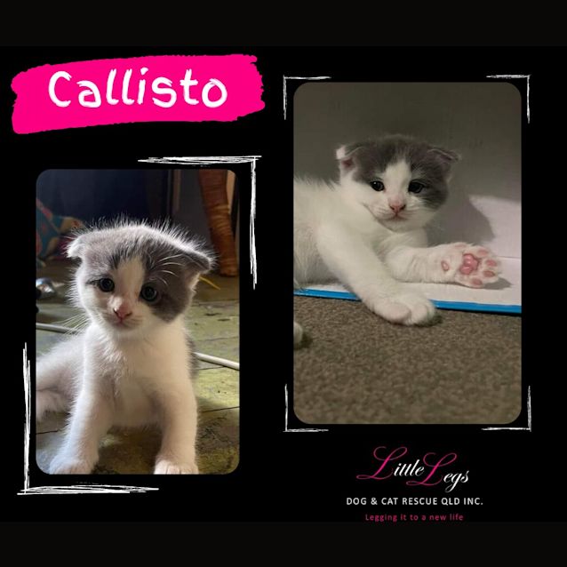 Photo of Callisto