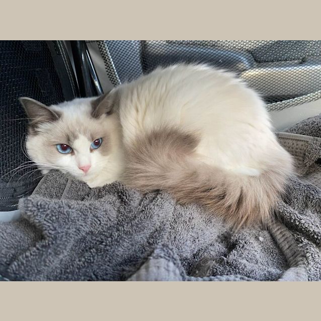 Photo of Angel