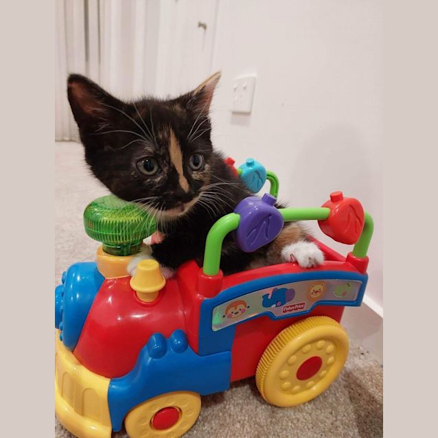 Photo of Sass **2nd Chance Cat Rescue**