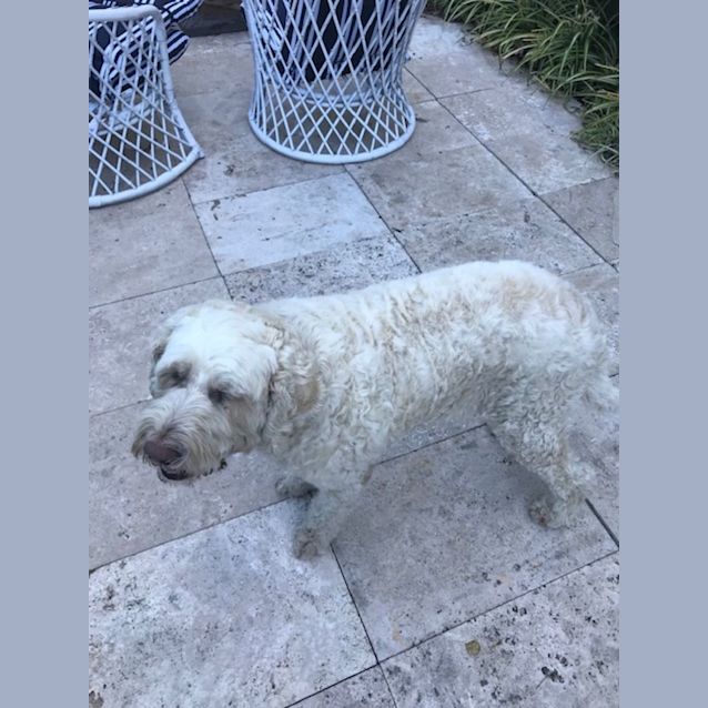 Photo of Archie 