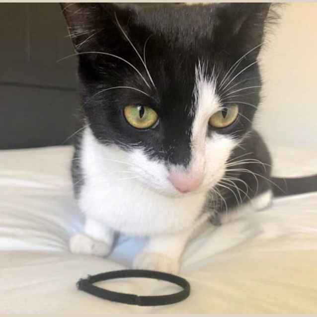 Photo of Betty ~ Meet Me @ Pet Stock Mornington Central 😽