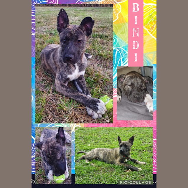 Photo of Bindi