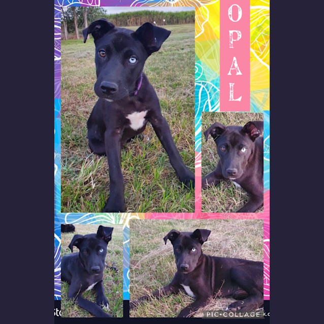 Photo of Opal