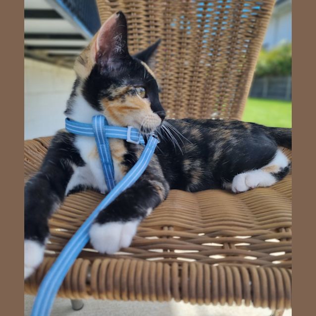 Photo of Luna
