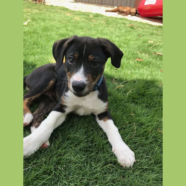 Photo of D808 Maverick