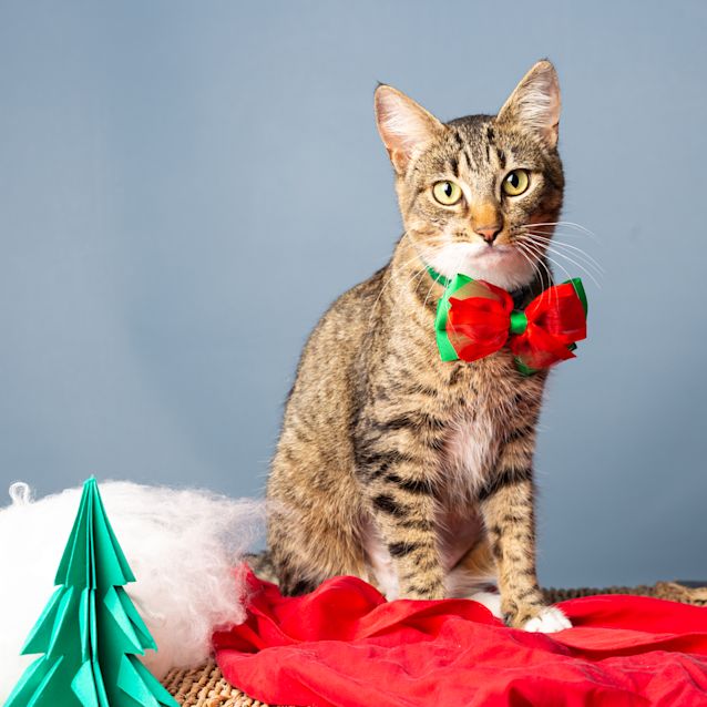 Photo of Mittens