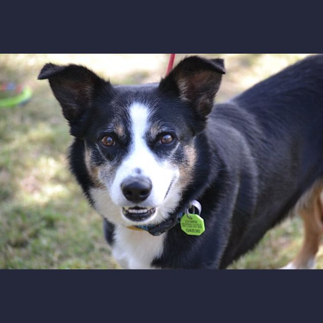Photo of Bailey