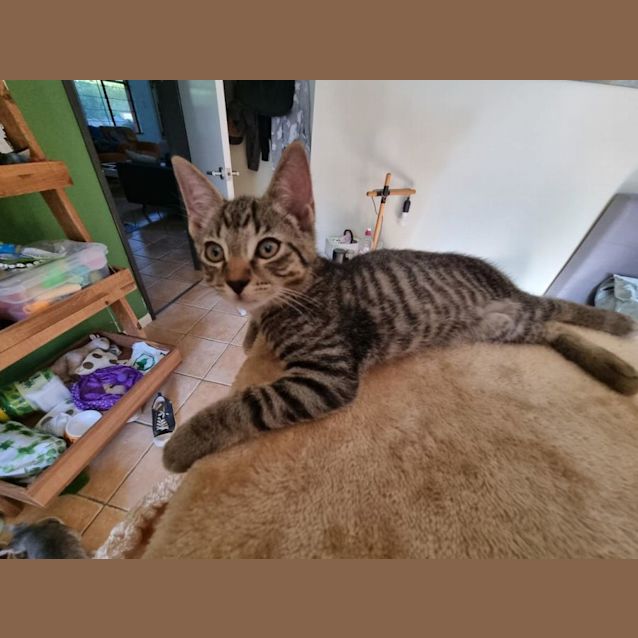 Photo of Wonder (Amk 2981)