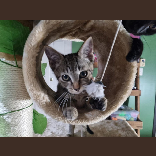 Photo of Bono (Amk 2985)