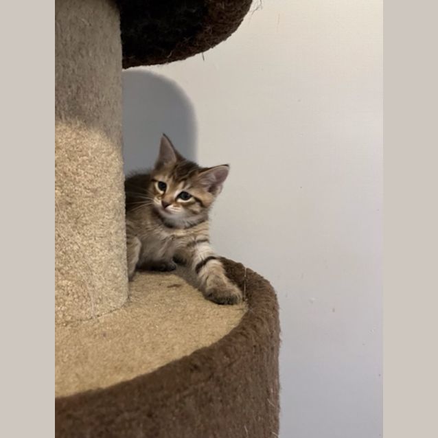 Photo of Molly   Located In Preston
