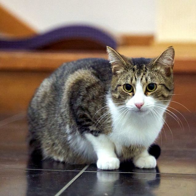 Photo of Shilo Sua009972