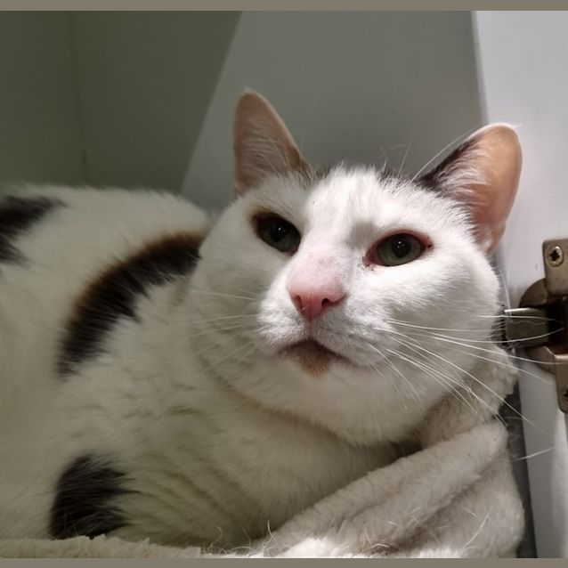 Photo of Cookie