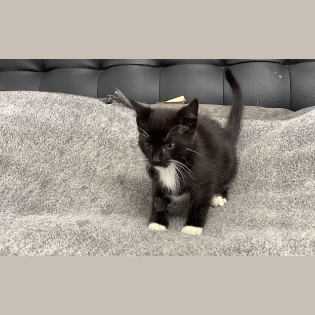 Photo of Shadow