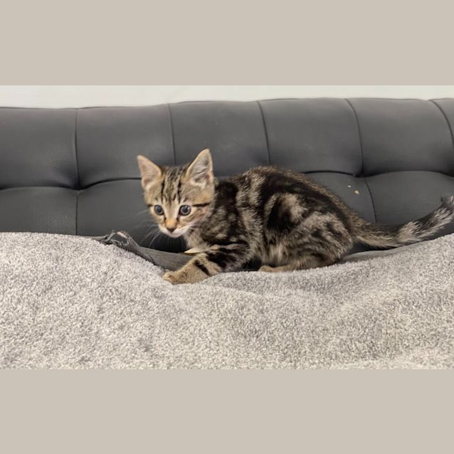 Photo of Peanut