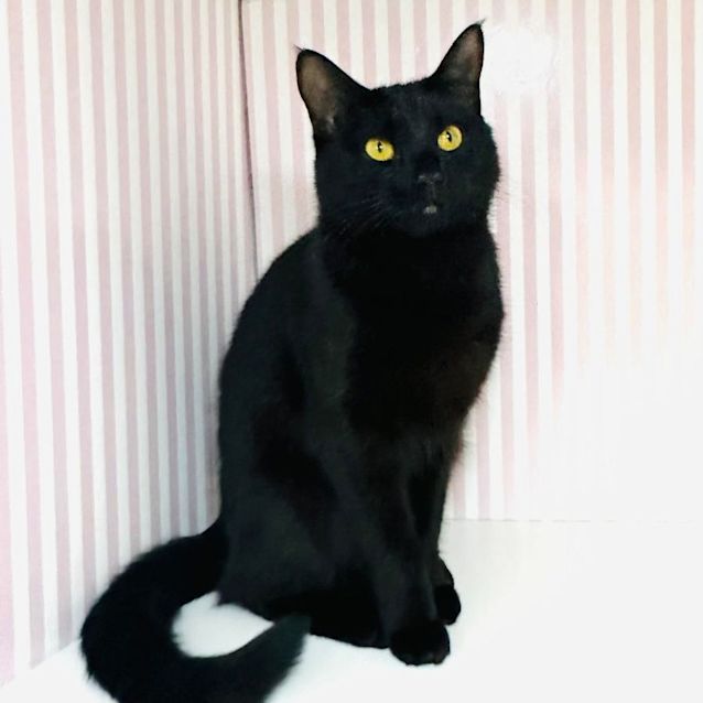 Photo of Pickles   Meet Me In Preston This Saturday! 