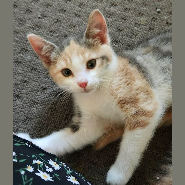 Photo of Kia   Located In Templestowe