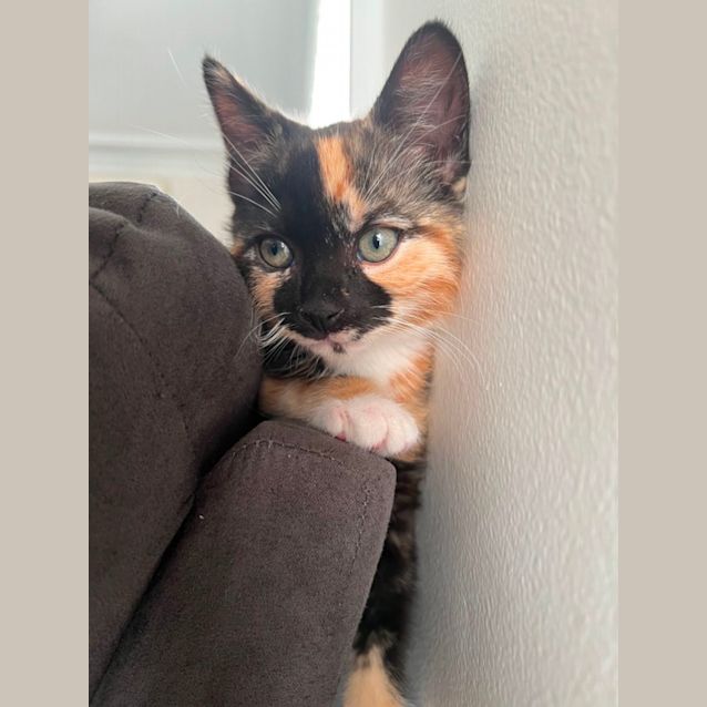 Photo of Penny
