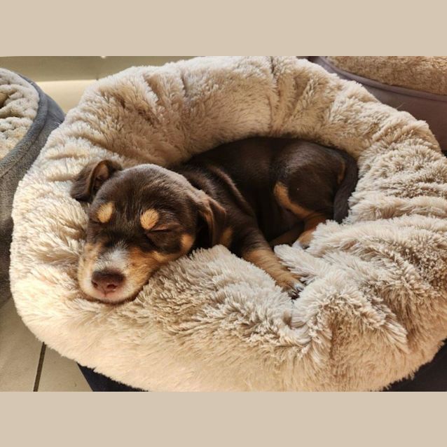 Photo of Brandy   6 Week Old Jack Russell(on Hold 24/11/22)