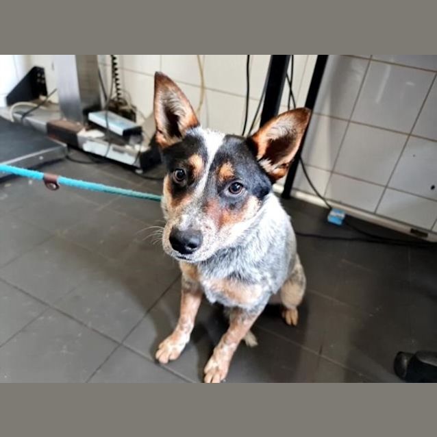 Photo of Kiara (Imp No. 1995)