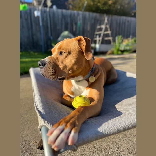 Photo of Bumper