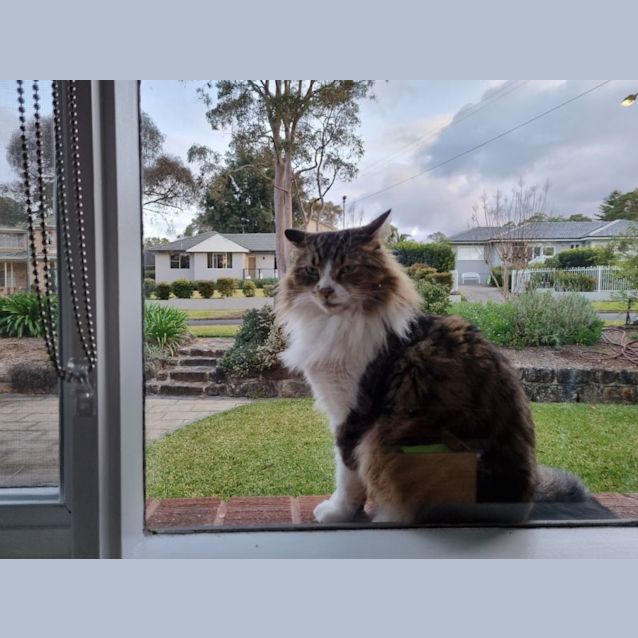 Photo of Smudge