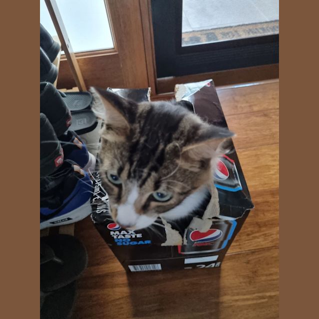 Photo of Smudge