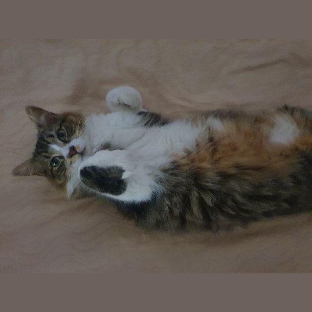 Photo of Smudge