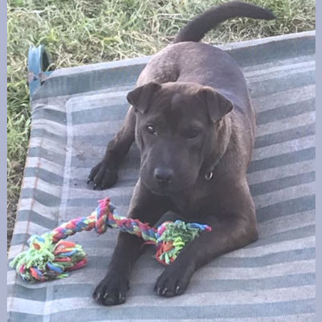 Photo of Ash (Puppy)