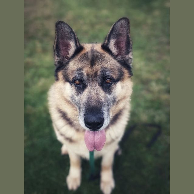 Photo of Koah