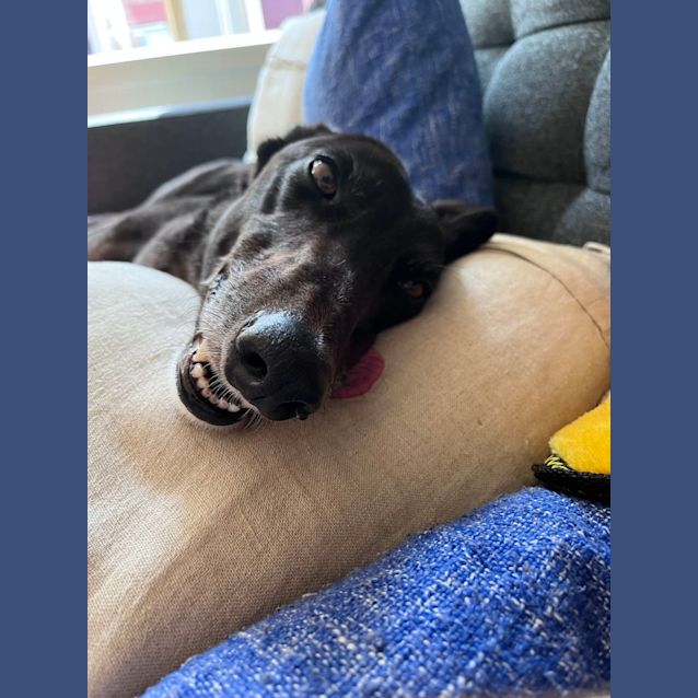 Photo of Olive