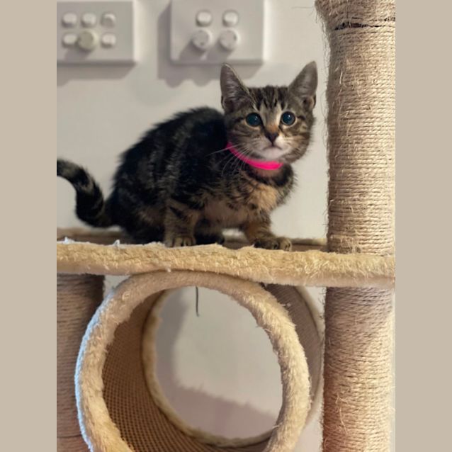 Photo of Camilla  Meet Me At Petstock Hastings Store