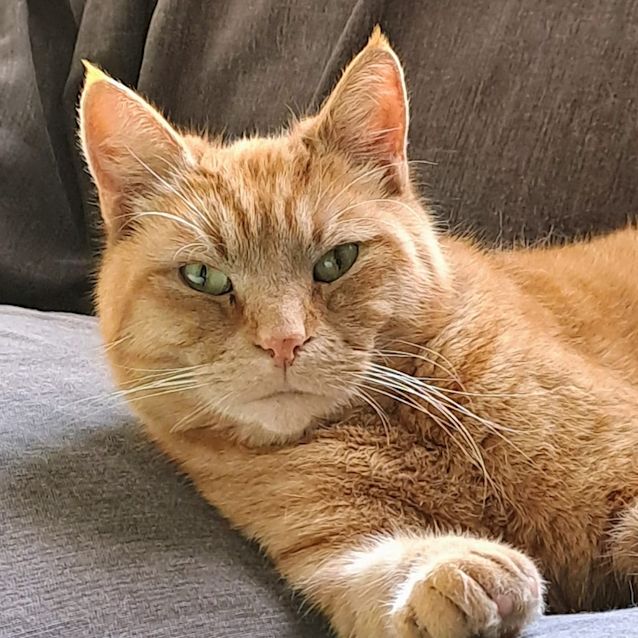 Photo of Marmalade