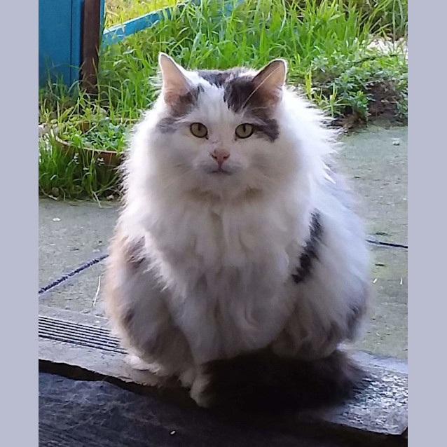 Photo of Kale & Billy