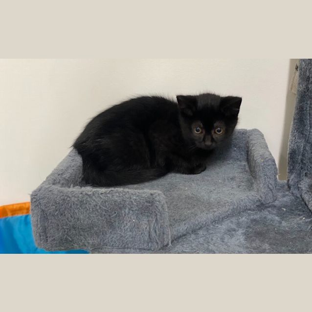 Photo of Salem 