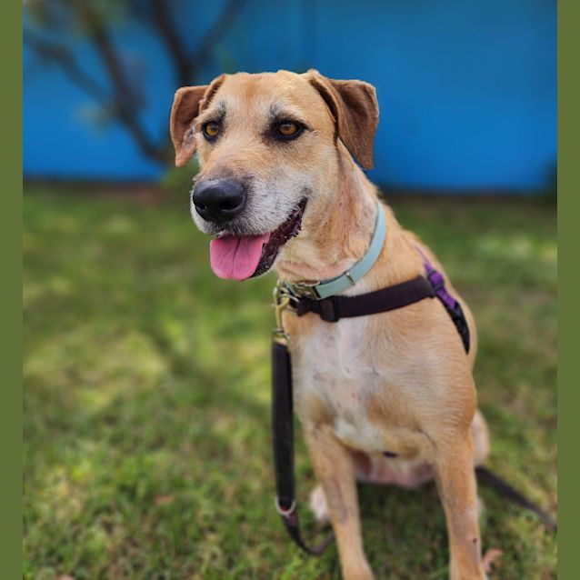 Photo of Honey
