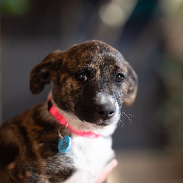 Photo of Aster