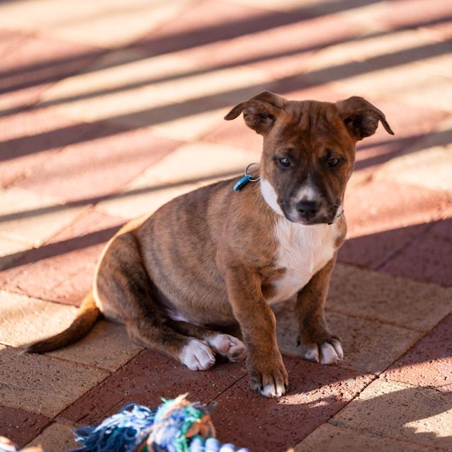 Photo of Tucker