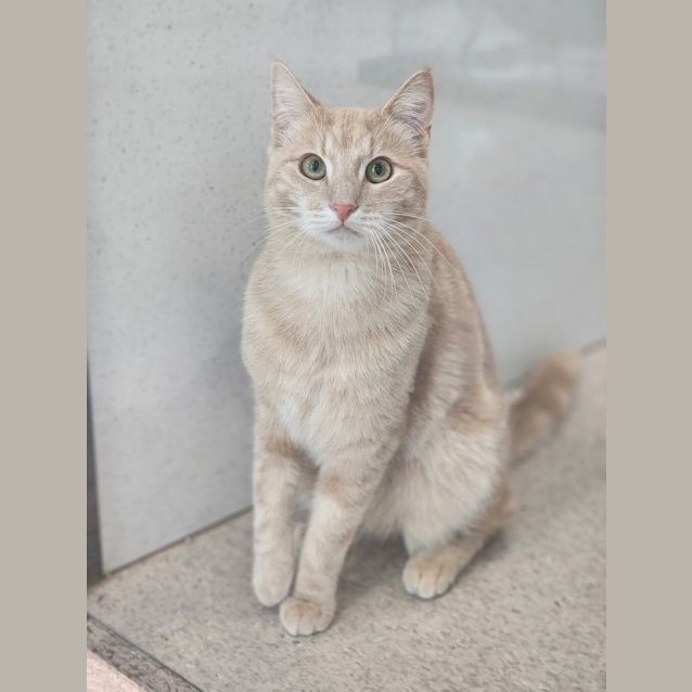 Photo of Tamarind