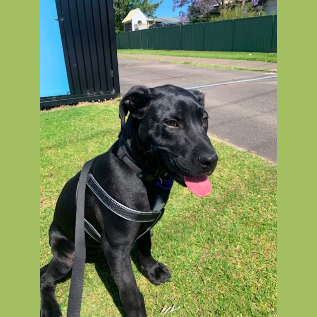 Photo of Reg   3 Month Old Mastiff X(on Trial 18/12/22)