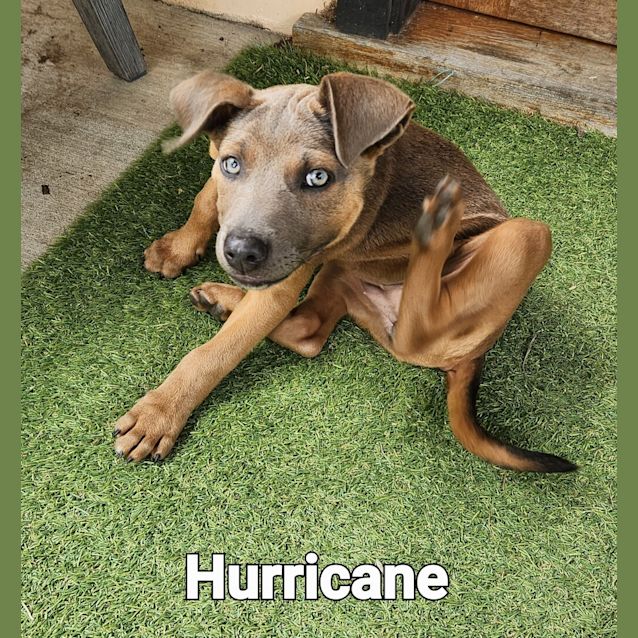 Photo of Hurricane