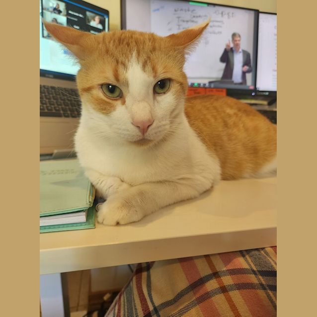 Photo of Admiral Meow Meow