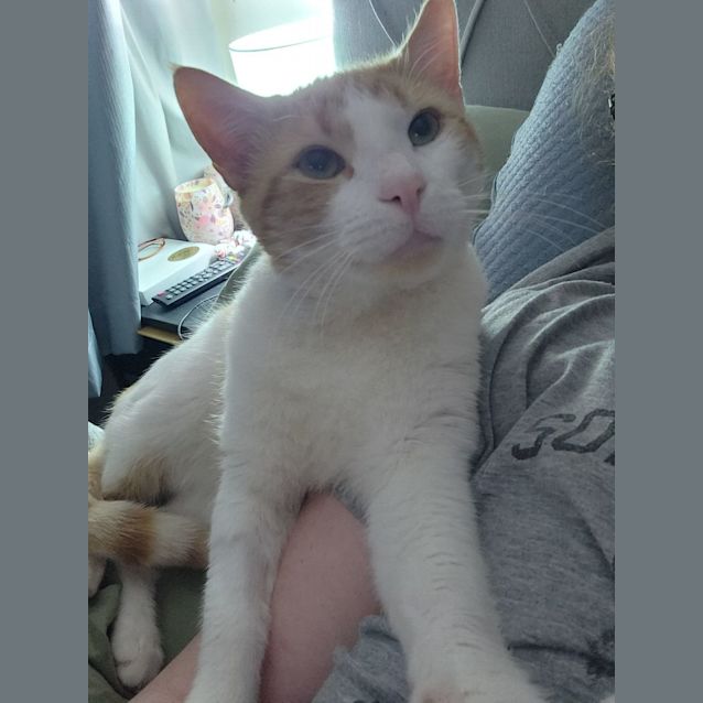 Photo of Admiral Meow Meow