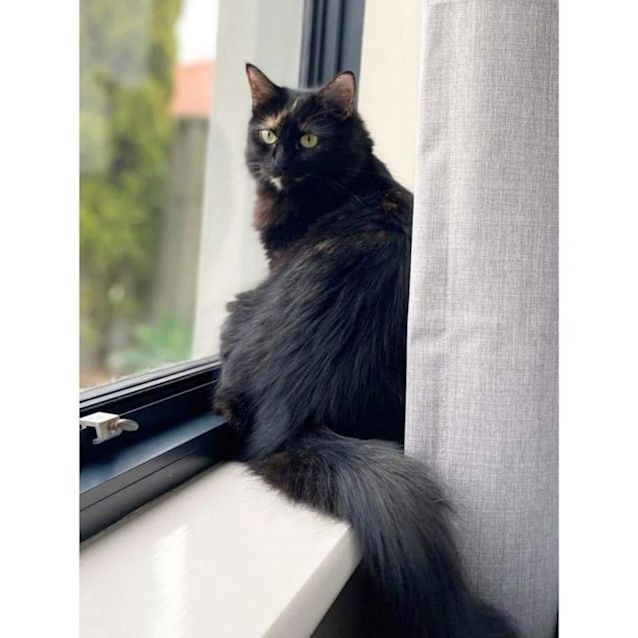 Photo of 6017   Lou Lou 