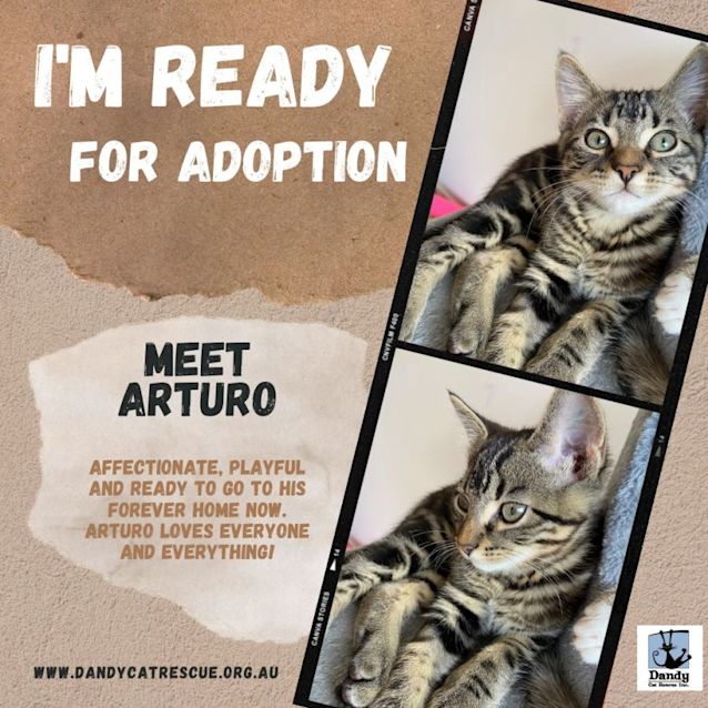 Photo of Arturo ^^Dandy Cat Rescue^^