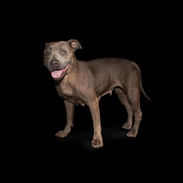 Photo of Drambuie