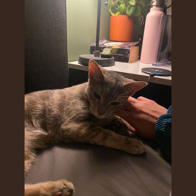 Photo of Sugar